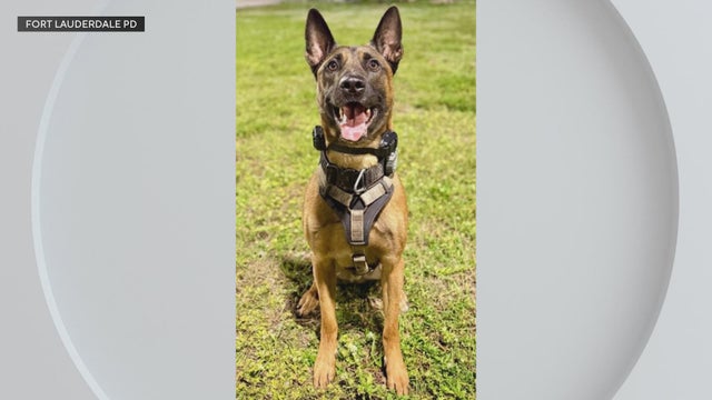 cbsmiami-fort-lauderdale-k-9.jpg 