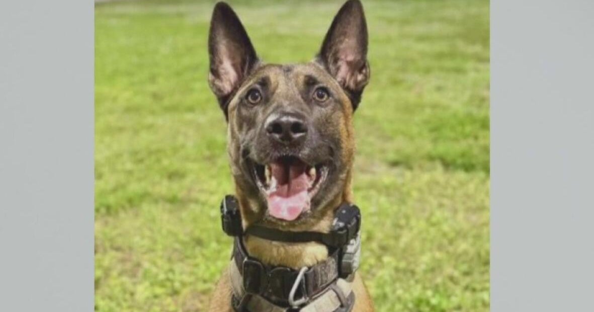 Fort Lauderdale K-9 recovering after shooting; suspect skips bond court appearance