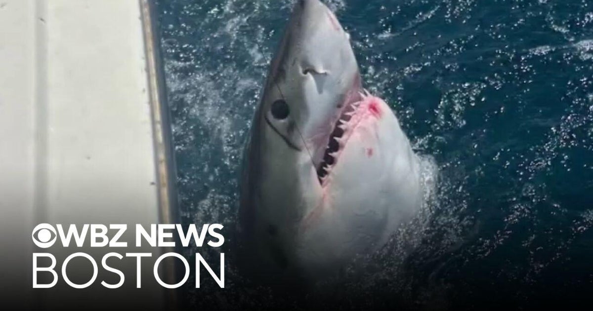 Father and son from Massachusetts catch 10-ft great white shark in Florida