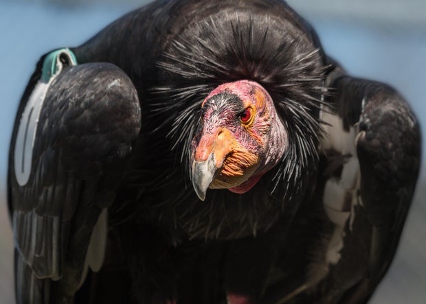 topa-topa-male-california-condor-present-day-photo-by-jamie-pham-photo-courtesy-of-l-a-zoo-1.jpg 