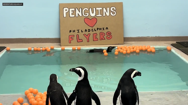 Adventure Aquarium penguins rooting for the Philadelphia Flyers 