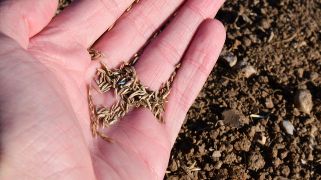 A close-up image of a person's hand holding grass seeds, 