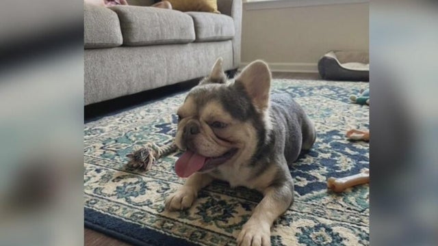 a dog resting on a carpet with his tongue out 