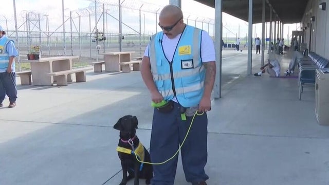 a service dog next to a man who is reaching into a pocket containing dog treats 