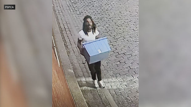 PSPCA releases video of person suspected of dumping puppies in ...