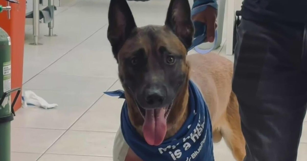 Fort Lauderdale K-9 leaves hospital after on-duty shooting injury