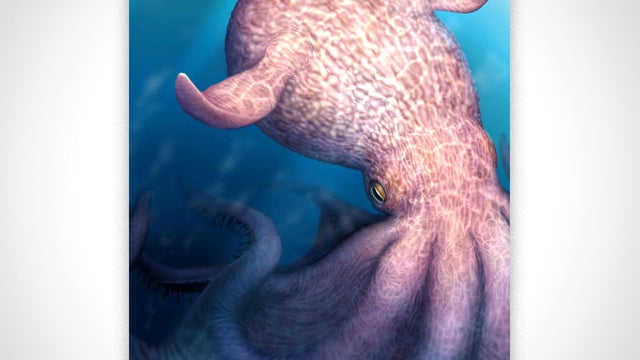 An artist's reconstruction of a finned octopus of the species Nanaimoteuthis haggarti 