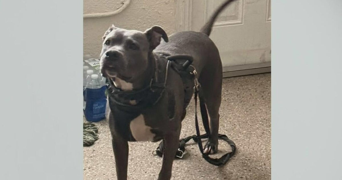 Dog fight in Fort Lauderdale ends in shooting, killing 2 dogs and injuring 2