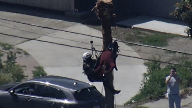 San Jose tree worker rescue 
