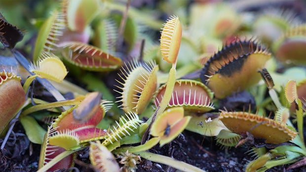 venus-fly-traps.jpg 