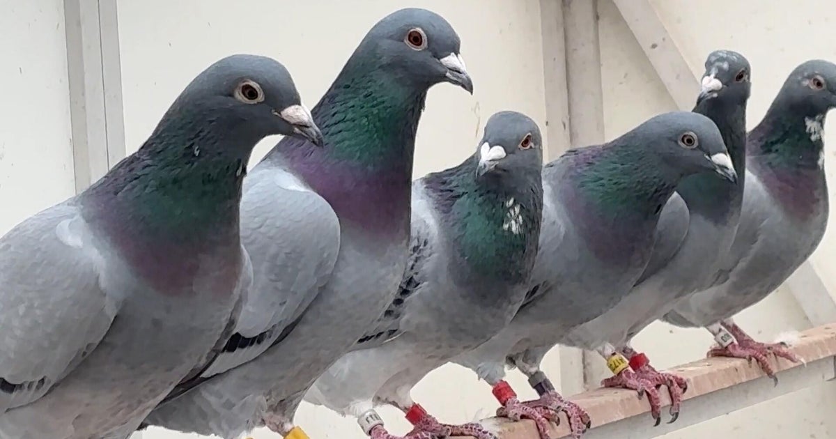 The Pigeon Mafia | Sunday on 60 Minutes