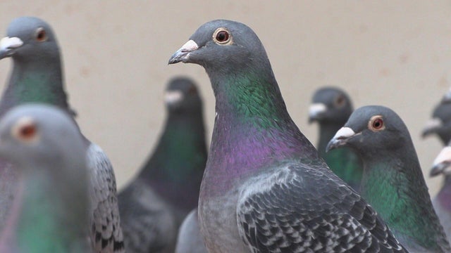 Pigeons 
