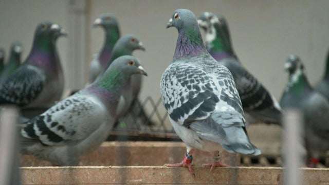 Pigeons 