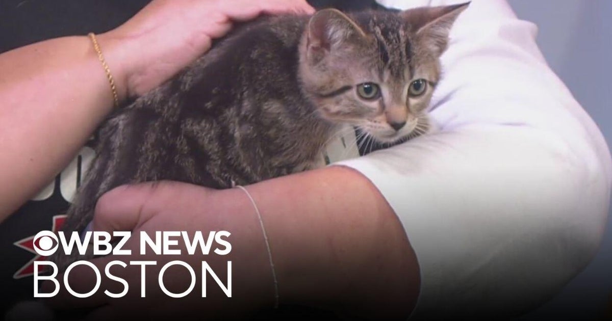 3 "AirTag Kitties" now up for adoption through Massachusetts shelter