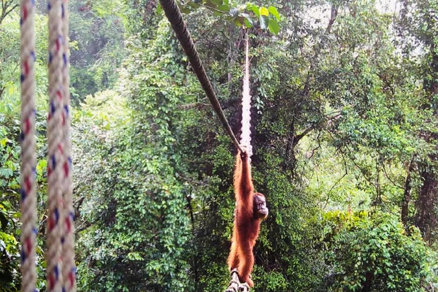 In this undated photo provided by the Sumatran Orangutan Society/TaHuKah, a Sumatran orangutan crosses a canopy bridge that stretches over a road in Pakpak Bharat, North Sumatra, Indonesia. 