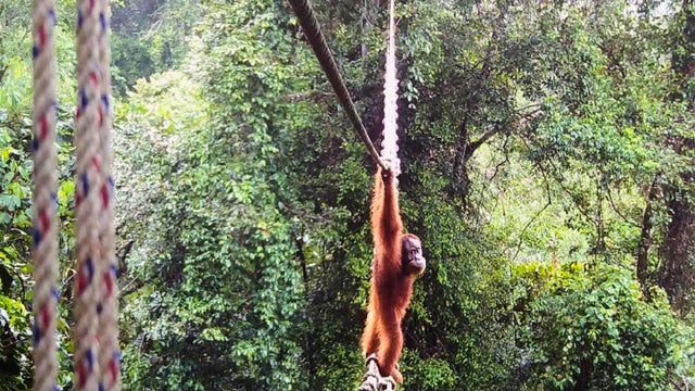 Indonesia Orangutans 