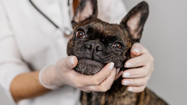 Cute female veterinarian examining a French bulldog dog on a light background. Professional medical care for pets. 
