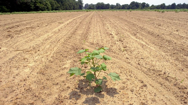 Drought Disaster Area in Georgia 