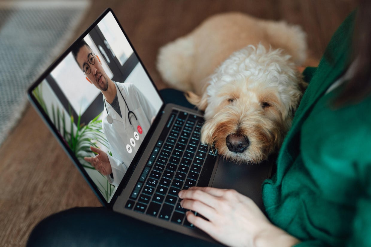 Considering tele-vet care for your pet? Here's when it makes sense (and ...