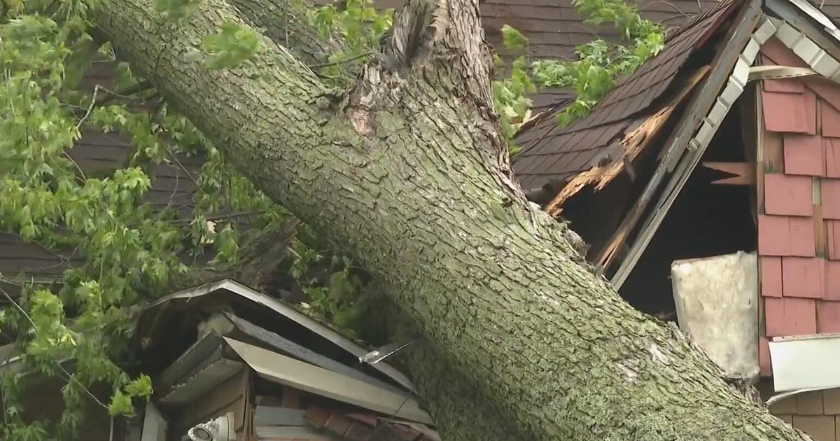 Michigan man dies after tree falls during thunderstorm - CBS Detroit