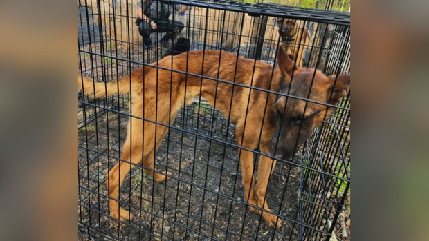 kdka-dog-junkyard-rescue-1.png