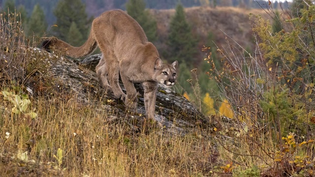 Mountain Lion Prowling in Natural Autumn Setting Captive 