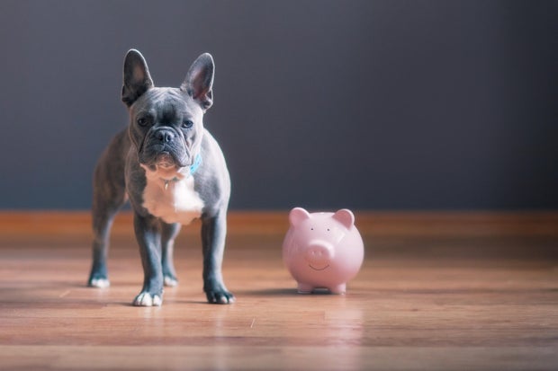 dog guarding piggy bank 