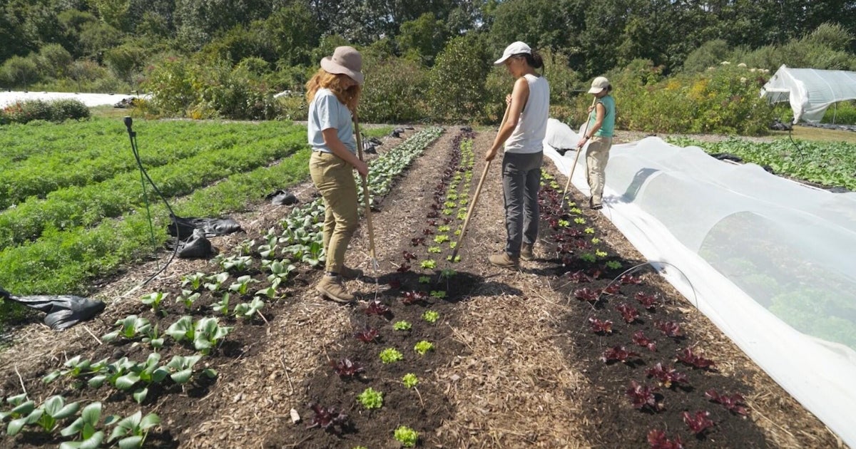 Gaining Ground in Massachusetts grows fresh produce for people in need