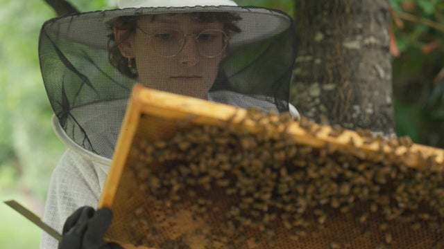 bees-1.jpg 