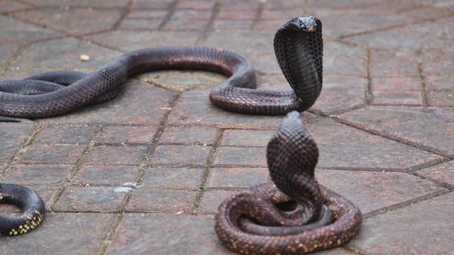 Daily Life In Marrakesh 