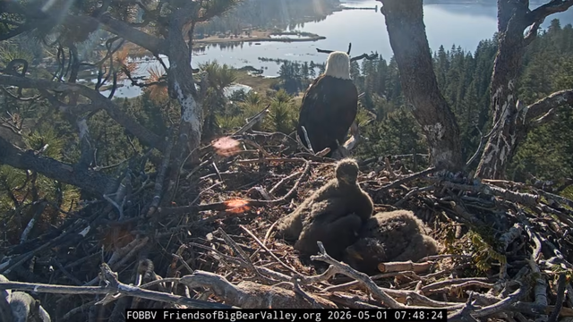 eaglets.png 