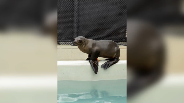 bordeaux-sea-lion-sunnyvale.png 
