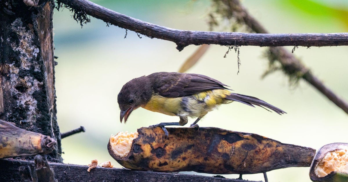 See some of the stunning birds that call Colombia home