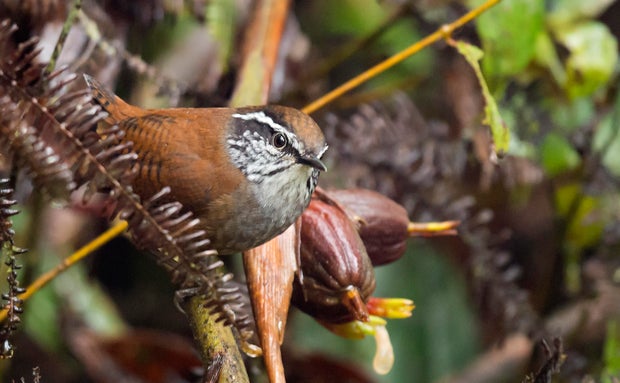 Munchique Wood-Wren