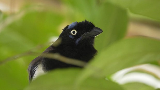 Bird in Colombia