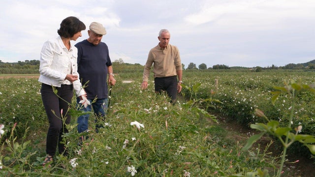 Harvesting jasmine in Grasse 