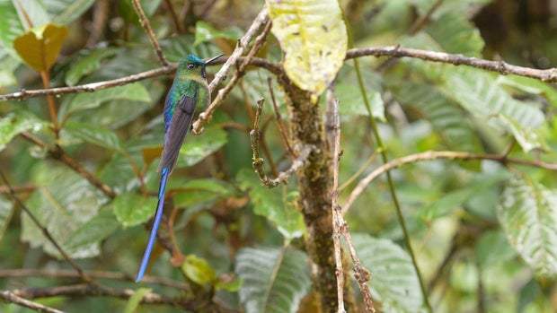 Violet-tailed sylph