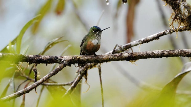 Bird in Colombia