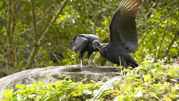 Black vulture