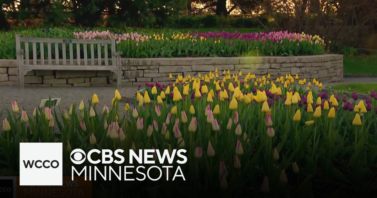 It's tulip time around the Twin Cities!