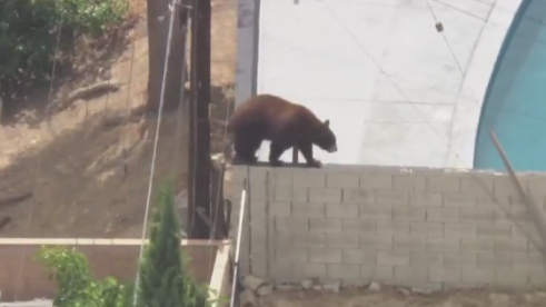 pacoima-bear.png 