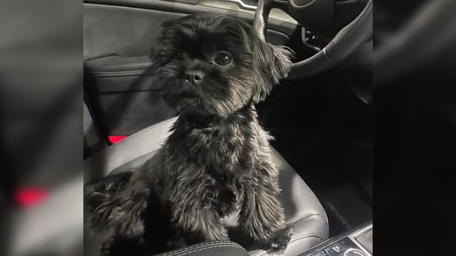 kdka-verona-police-stolen-dog-giant-eagle.jpg 
