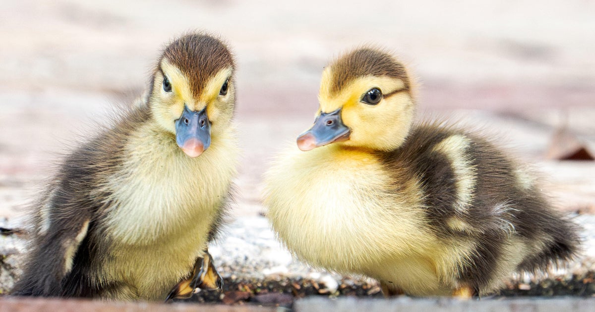 Florida woman intentionally ran over, killed 11 ducklings for making “mess in her yard,” sheriff’s office says