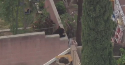 bear-in-backyard.png 