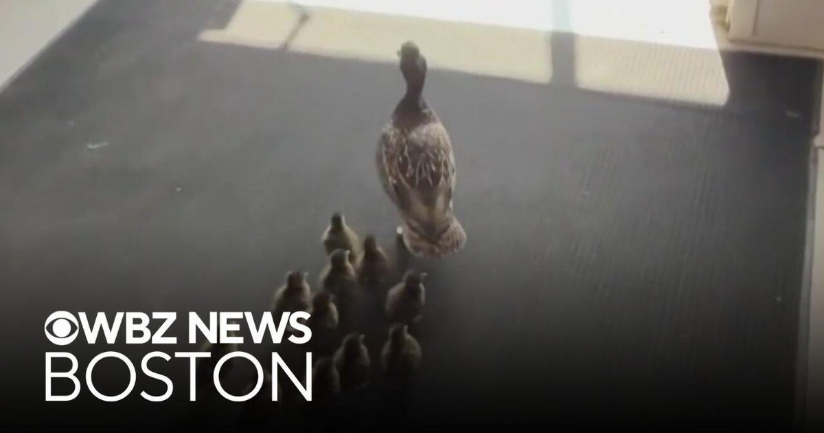 Mother and ducklings makes annual walk through Massachusetts school