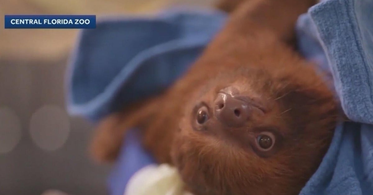 3rd rescued sloth dies at Central Florida Zoo after Orlando attraction ...