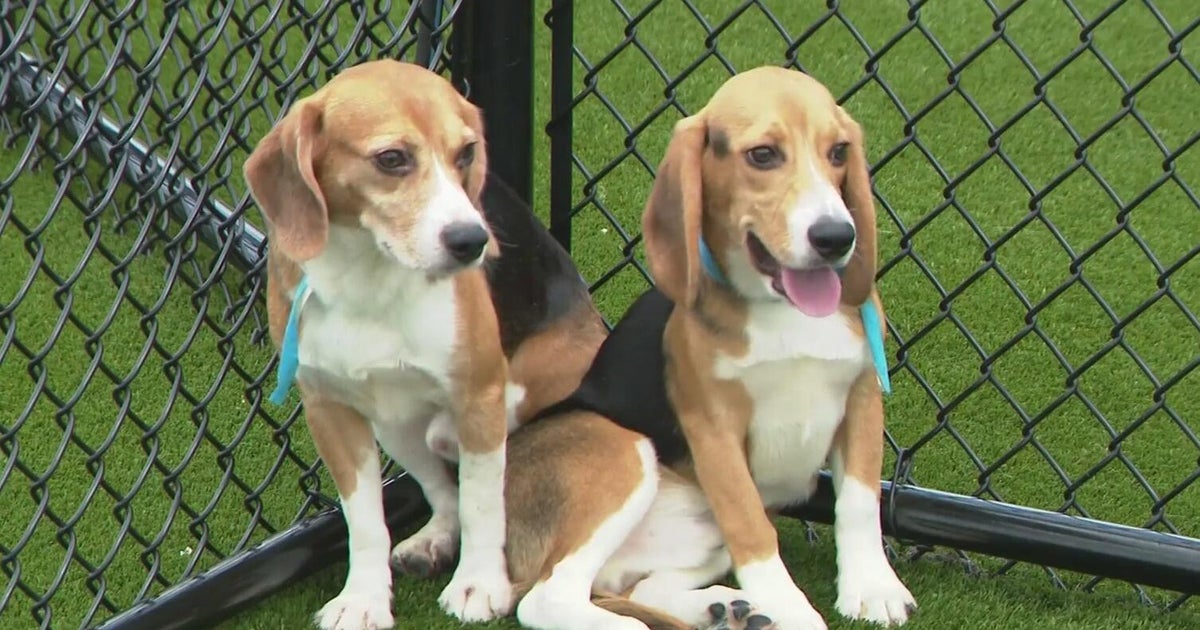 Over 200 beagles rescued from research facility arrive at Big Dog Ranch ...