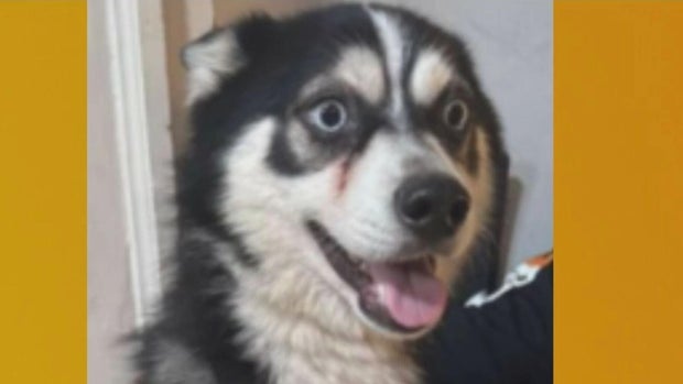 missing-dog-slider-v2.jpg 