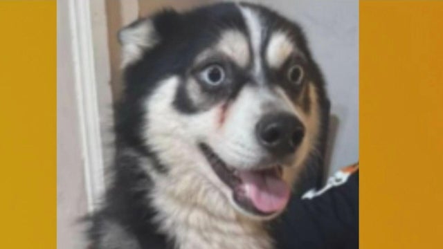 missing-dog-slider-v2.jpg 