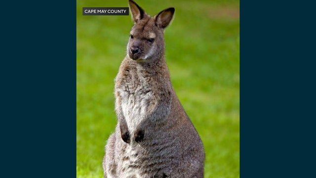 wallaby-cape-may-zoo.jpg 